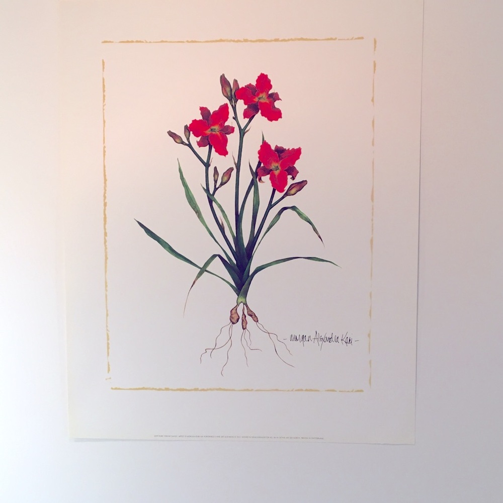 RUBY THROAT DAYLILY print